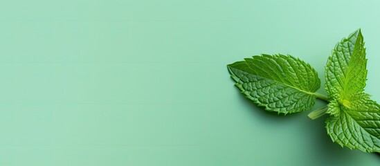 Aufkleber - A fresh mint leaf is isolated on a colored background providing a top view with copy space image