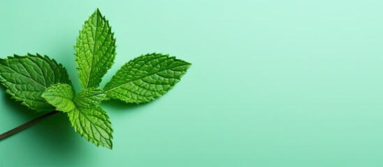 Aufkleber - A fresh mint leaf is isolated on a colored background providing a top view with copy space image