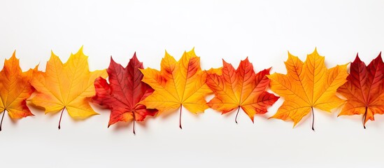 Aufkleber - Autumn maple leaves forming a border isolated on a white background Copy space image