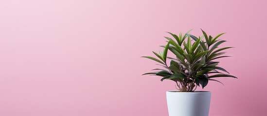 Poster - A copy space image of a pink background adorned by a small potted plant with a blank sheet of paper situated in the middle