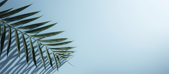 Poster - A hazy silhouette of palm leaves casts a shadow against a soft blue wall creating a minimalist abstract backdrop for showcasing products Perfect for spring and summer promotions Copy space image