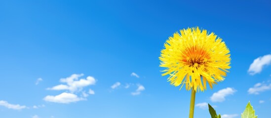 Aufkleber - A bright yellow dandelion flower contrasting the vivid blue sky with ample copy space image