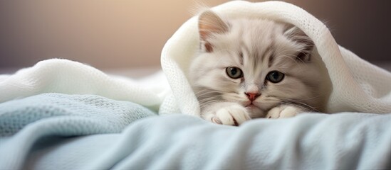 Poster - A cute kitten lies under a white blanket on a bed at home cuddling an alarm clock The view is from above with a blank area for text. with copy space image. Place for adding text or design