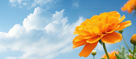 Aufkleber - A beautiful marigold yellow color stands out against a captivating backdrop of a sky with clouds leaving plenty of copy space for an image