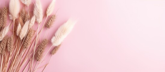 Aufkleber - A minimal floral concept with dried flowers and fluffy pink spikelets arranged on a pastel pink background Captured from a top down perspective the image showcases a beautiful composition with ample c
