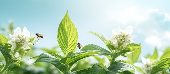 Poster - An ecology concept illustrated by a copy space image of a flying insect pollinating white basil flowers against a blurry background