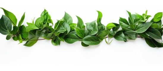 Poster - This is a green leaf border captured against a white backdrop providing ample room for design elements within the image