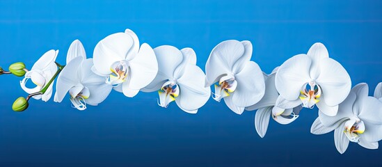 Aufkleber - A beautiful white orchid flower in bloom with a blue background and copy space image