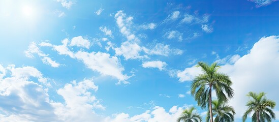 Aufkleber - A fresh and sunny day with palm trees against a blue sky and white clouds creating a copy space image that symbolizes environment and ecology