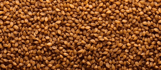 Aufkleber - Close up macro texture of buckwheat malt used in the production of alcoholic beverages and animal feed with a background and copy space image showcasing the cereal groats