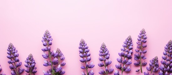 Aufkleber - In full bloom blue lilac lupine flowers covering a pink background invite you to focus attention The flat lay offers ample copy space for your message