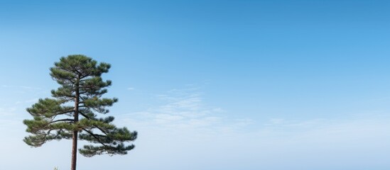 Fototapete - A gorgeous pine tree set against a serene blue sky providing ample copy space for images