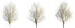 © Đỗ Hải - Ulmus minor winter 4k png cutout transparent