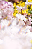 Fototapeta Sport - 春のイメージ、桜の花とピンク色の背景イラスト (effected photo of cherry blossoms illustration. not AI)