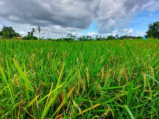 rice field