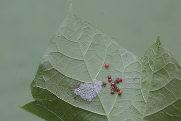Wall Mural - Newly hatched baby harlequin bugs on the leaves of Jatropha sp. This brightly colored insect has the scientific name Tectocoris diophthalmus.