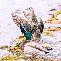 Sticker - duck in the pond