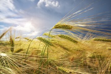 Wall Mural - Meadow of wheat.