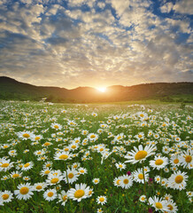 Wall Mural - Spring camomile meadow in mountain on the sunset.