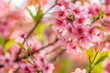 © smth.design - Close Up of Beautiful Pink Cherry Blossom Flowers in Full Bloom During Spring