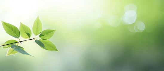 Poster - Copy space image of a blurred nature background with a prominent green leaf in the foreground