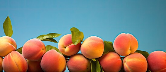 Poster - Color background displaying several ripe peaches copy space image