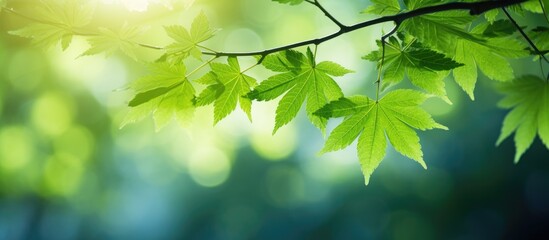 Poster - Morning sunlight illuminates the green maple leaves providing a vibrant and refreshing touch to the natural scenery. Creative banner. Copyspace image