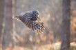 © Wirestock - Low-flying ural owl with spread wings gliding over woodland