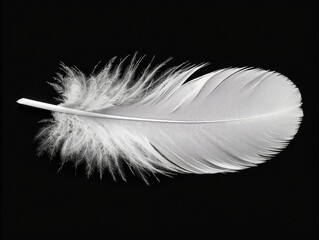 Poster - A clean minimalist photo of a single white feather, floating against a dark background