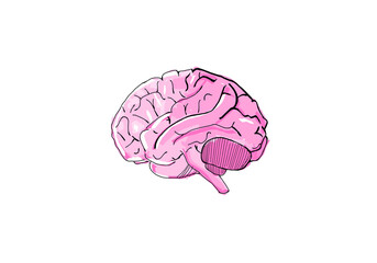 Poster - A pink illustrated human brain on a white background, displaying a sketch-like graphic style, concept of intelligence and cognition