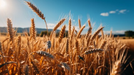  Close up of golden wheat ears in sunlit field with a clear blue sky in the background