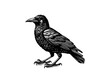 © Mohammad_Khalil  - Crow Vector Illustration for Dark Designs and Mysterious Art