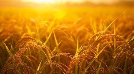 Poster - A golden rice field bathed in the warm glow of the setting sun, ready for harvest