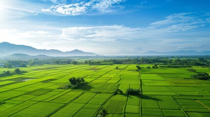 Poster - Aerial view of lush green paddy fields stretching to the horizon under a clear blue sky