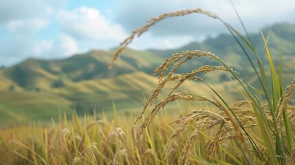 Poster - Close-up of ripe rice ears swaying gently in the breeze against a backdrop of rolling hills