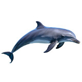 dolphin isolated on transparent background