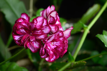 Wall Mural - Motley: red, pink and white pelargonium flowers. Blooming geranium. Decorative flowering houseplant.