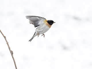 Canvas Print - Brambling, Fringilla montifringilla