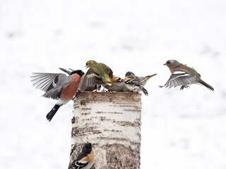 Poster - Bullfinch, Pyrrhula pyrrhula