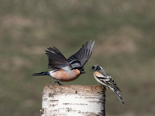 Poster - Bullfinch, Pyrrhula pyrrhula