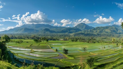 Poster - Scenic rural panorama of terraced rice fields with mountains in the background