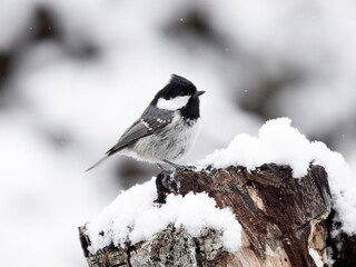 Wall Mural - Coal tit, Periparus ater