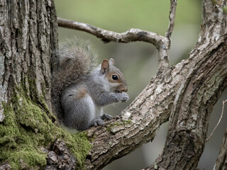 Sticker - Grey squirrel, Sciurus carolinensis