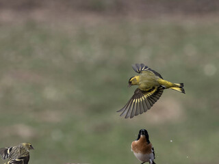 Wall Mural - Siskin, Carduelis spinus