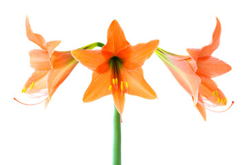 Wall Mural - Red orange flowers Amaryllis in PNG isolated on transparent background