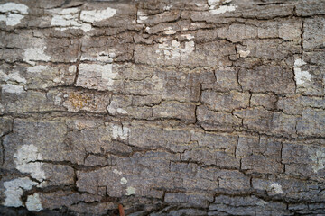 Wall Mural - Wooden texture background