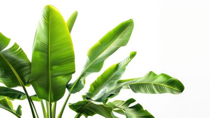 Poster - banana plant with its leaves unfurled, shown against a white background, providing a crisp and clear view of the foliage.
