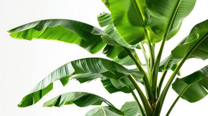 Poster - banana plant with its leaves unfurled, shown against a white background, providing a crisp and clear view of the foliage.