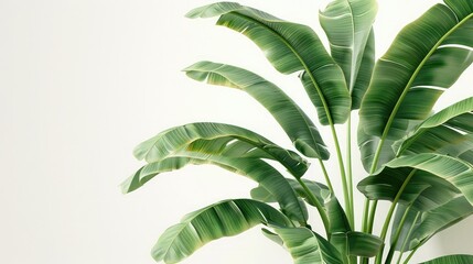 Poster - banana plant with its leaves unfurled, shown against a white background, providing a crisp and clear view of the foliage.