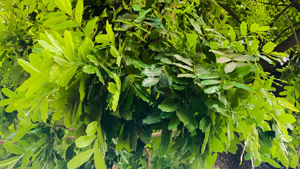 Leaves Mahogany green natural closeup